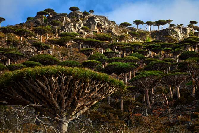 Pulau SOCOTRA, Pulau dengan sebutan penjara Dajjal sekaligus Pulau kebahagiaan.