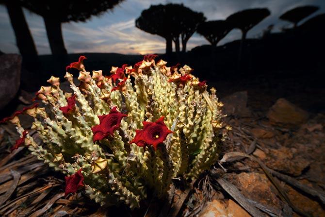 Pulau SOCOTRA, Pulau dengan sebutan penjara Dajjal sekaligus Pulau kebahagiaan.