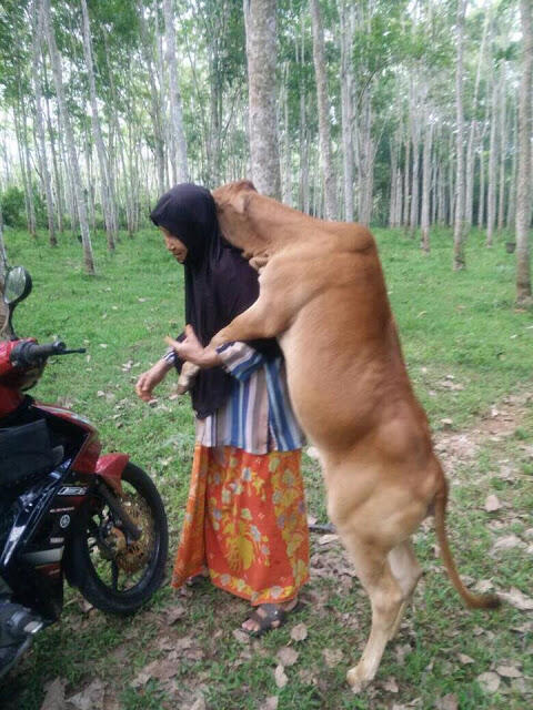 Potret kasih sayang sapi kurban kepada majikannya ini viral