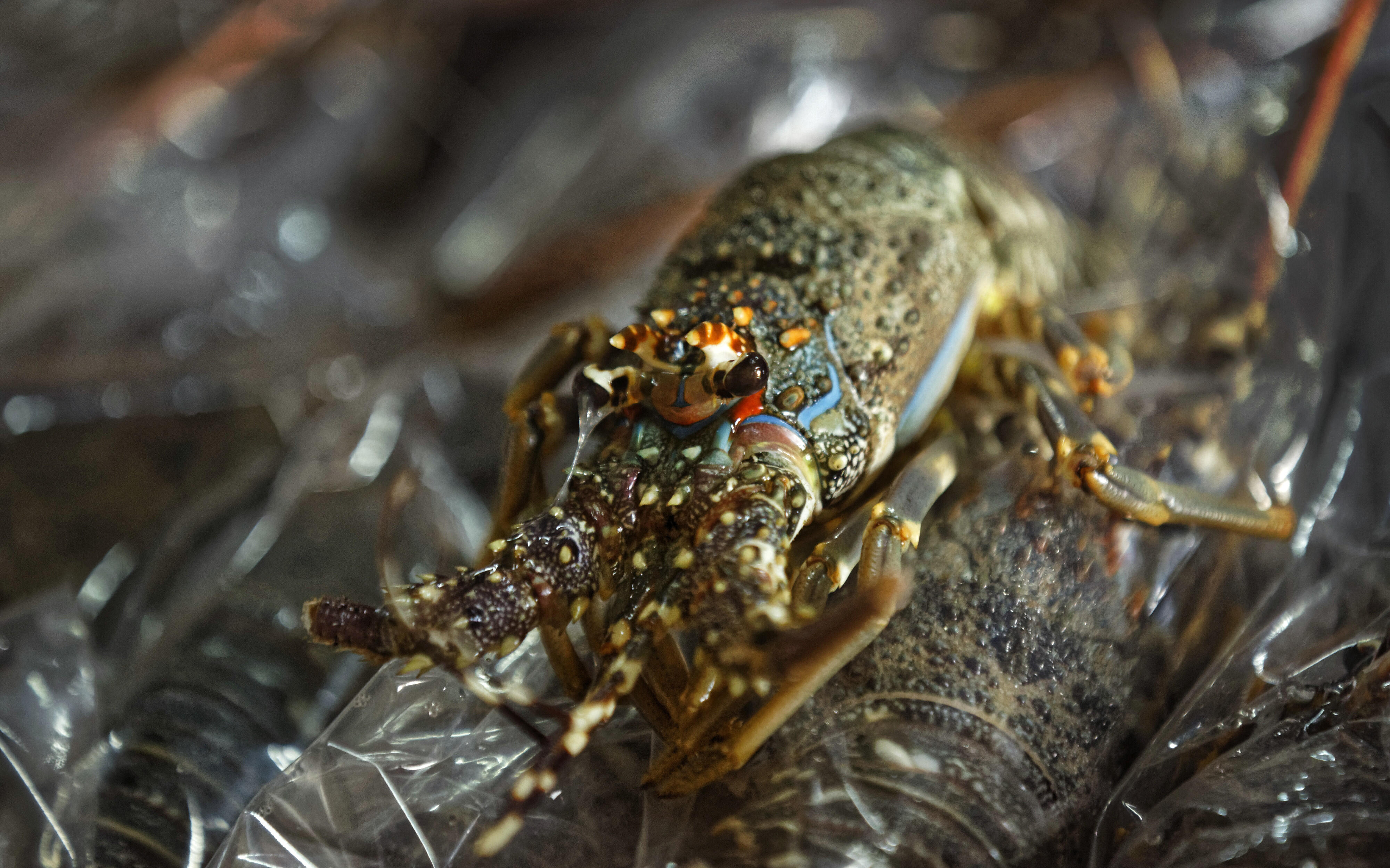 Pemerintah Bantu Eks Penangkap Lobster