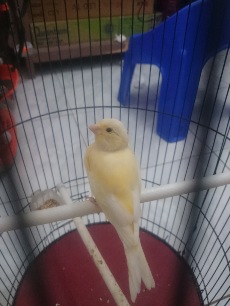 Balasan Dari Pecinta Kenari Jenis Finch Lain Blackthroat Sanger