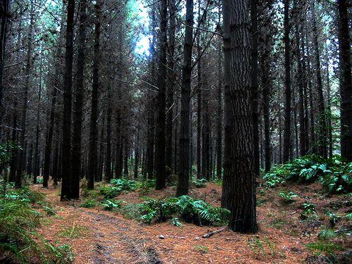 MENYINGGAHI BERBAGAI LOKASI FILM LORD OF THE RINGS DI NEW ZEALAND