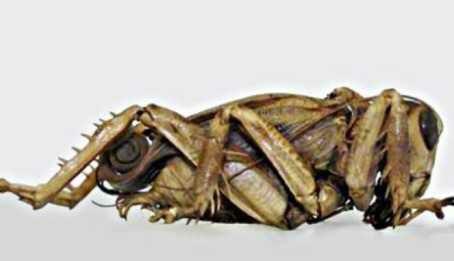 Jangkrik Pemakan Daging dari Zaman Dinosaurus.