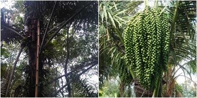 Tau bahan makanan ini ? Yakin pernah liat tanaman aslinya ?