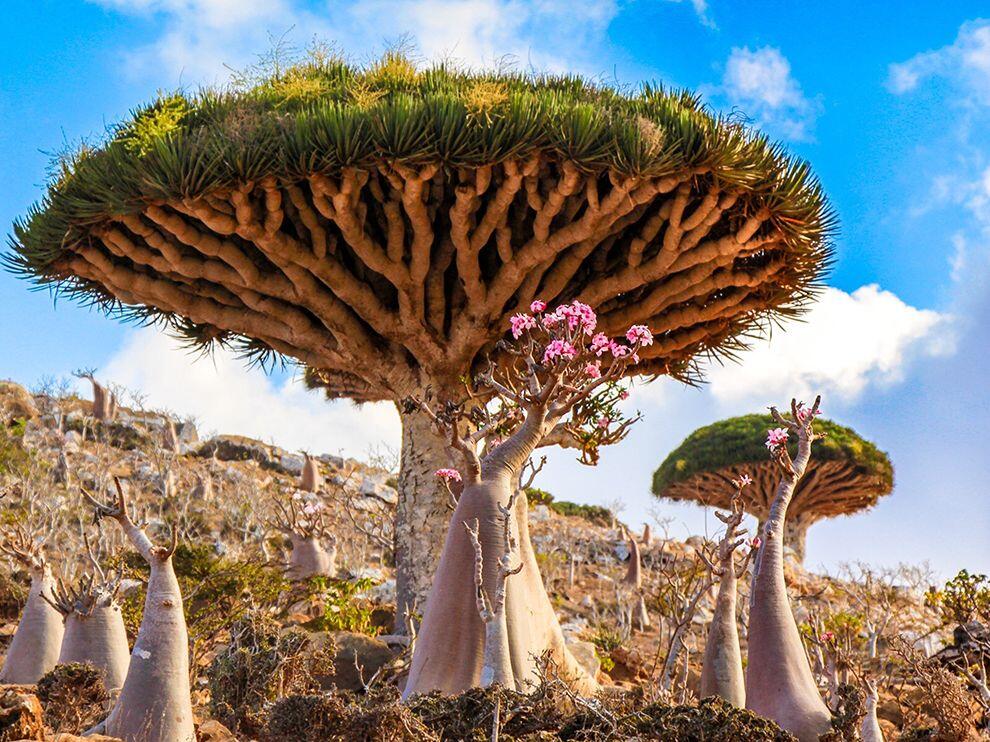 Pulau SOCOTRA, Pulau dengan sebutan penjara Dajjal sekaligus Pulau kebahagiaan.