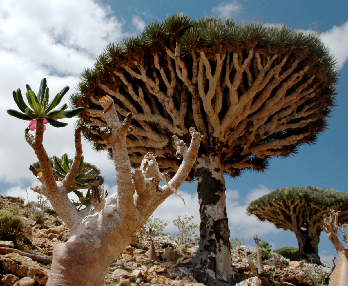 Pulau SOCOTRA, Pulau dengan sebutan penjara Dajjal sekaligus Pulau kebahagiaan.