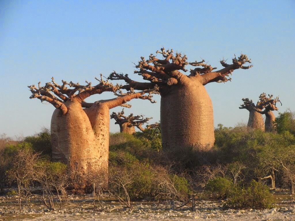 Pulau SOCOTRA, Pulau dengan sebutan penjara Dajjal sekaligus Pulau kebahagiaan.