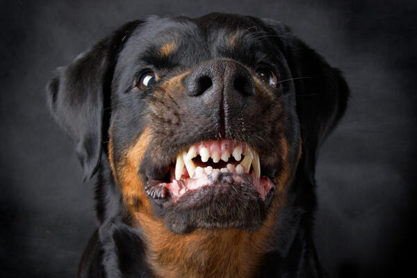 5 Jenis Anjing Penjaga Paling Tangguh yang Kadang Bisa Jadi Pembunuh Menakutkan