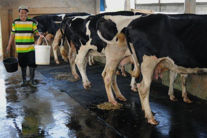 Susu kental manis berjaya di semua kalangan rumah tangga