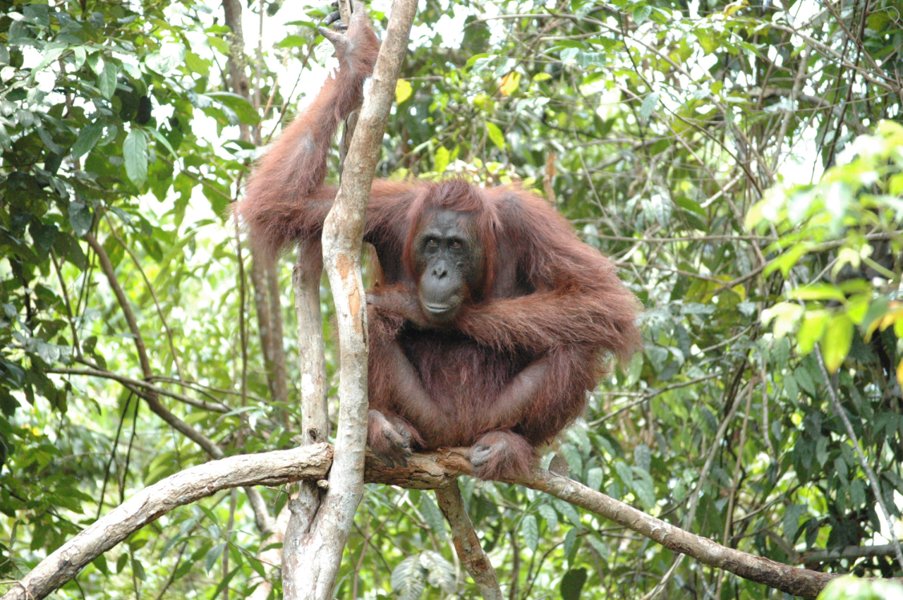 Overview of orangutans info