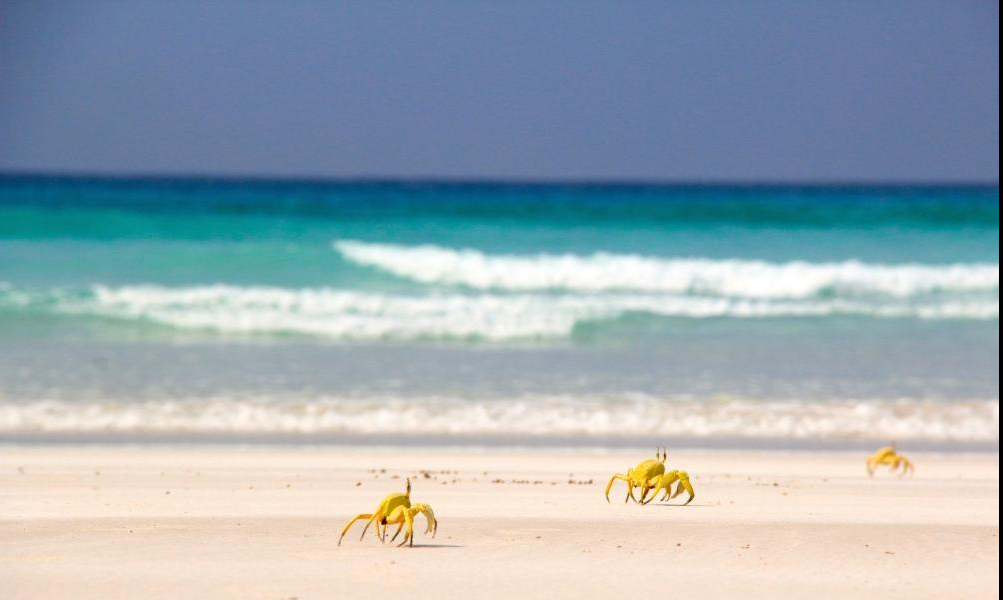 Pulau SOCOTRA, Pulau dengan sebutan penjara Dajjal sekaligus Pulau kebahagiaan.