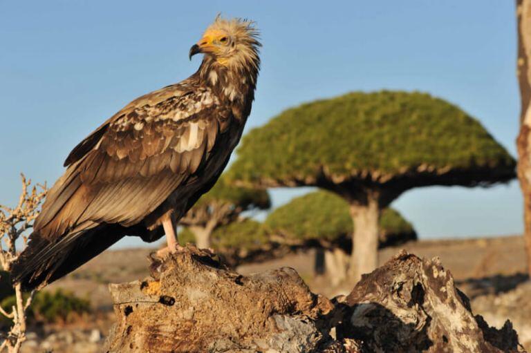 Pulau SOCOTRA, Pulau dengan sebutan penjara Dajjal sekaligus Pulau kebahagiaan.