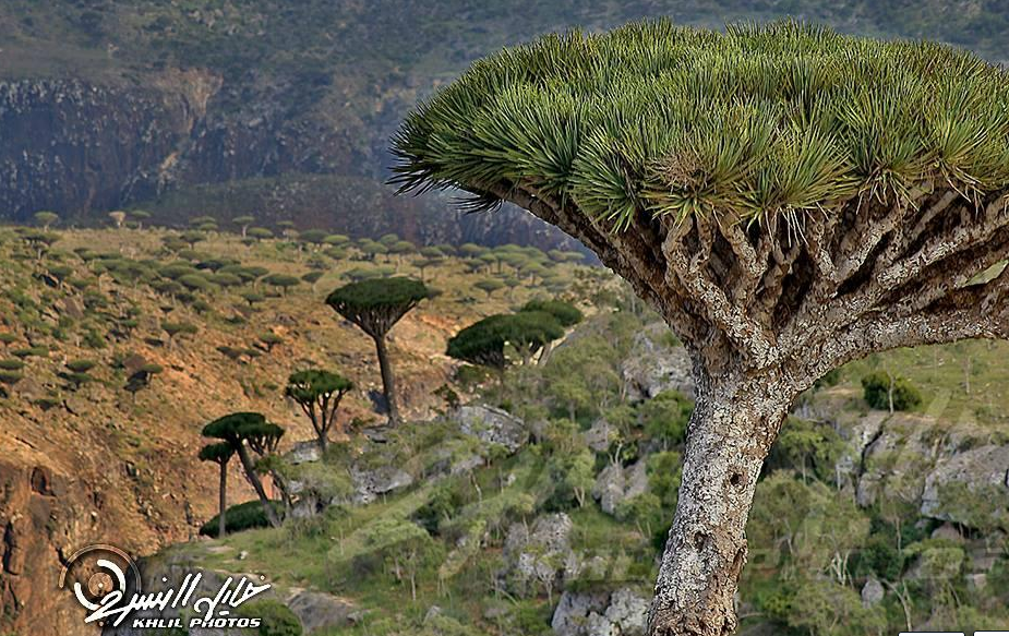 Pulau SOCOTRA, Pulau dengan sebutan penjara Dajjal sekaligus Pulau kebahagiaan.