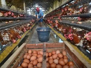 Telur Berfipronil ???