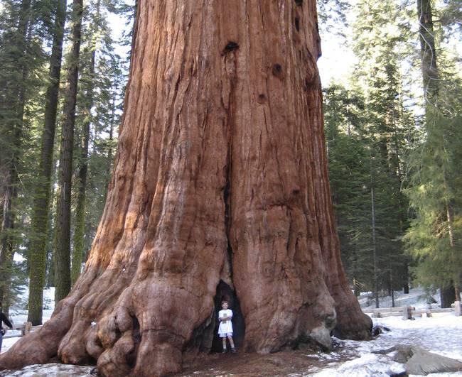 12 Fakta Menarik Mengenai Pohon Terbesar di Planet Bumi
