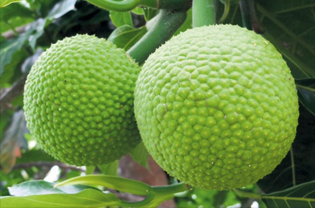&#91;ASK&#93; Kebun Sukun di Indonesia
