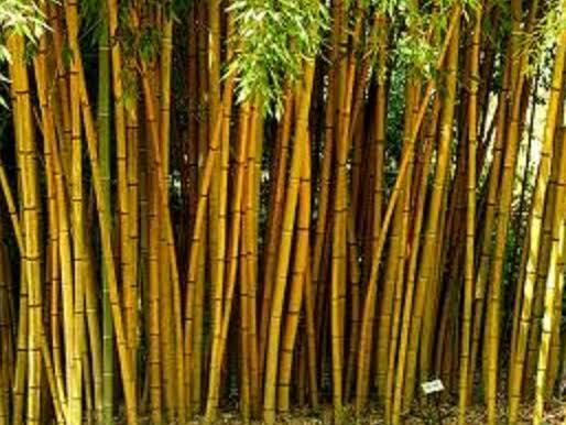 Bambu Runcing dan Mistis di dalamnya...