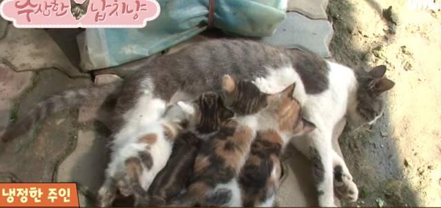 Kucing Ini Hobi Culik Anak Induk Lain untuk Jadi Anak Angkat