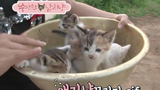 Kucing Ini Hobi Culik Anak Induk Lain untuk Jadi Anak Angkat