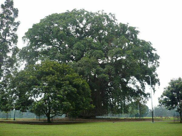 Pohon Termahal Dunia Ada Di Indonesia, Benarkah