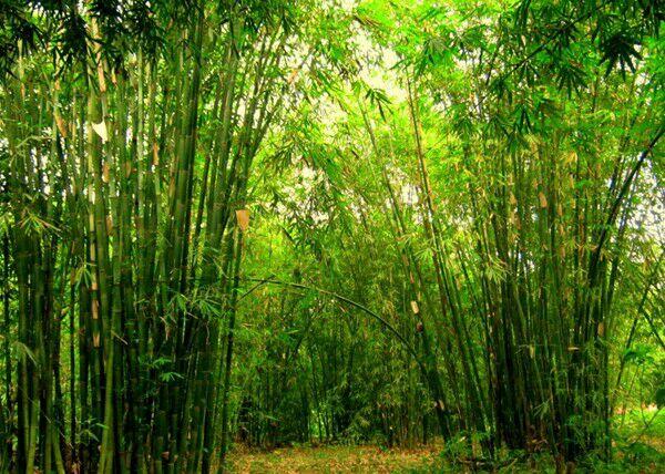 Pohon Termahal Dunia Ada Di Indonesia, Benarkah | KASKUS