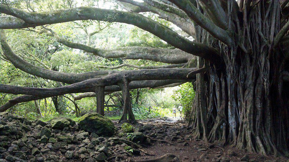 Pohon Termahal Dunia Ada Di Indonesia, Benarkah