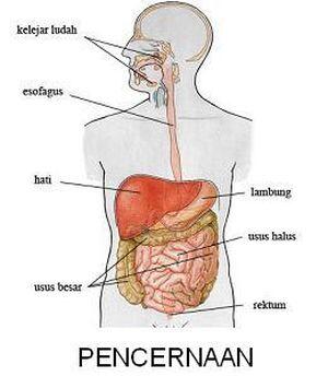 10 Fungsi Ginjal yang Jarang Diketahui Orang