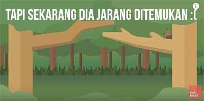 Siapakah Garuda Yang Ada di Lambang Negara Indonesia? *Explained With Animation*