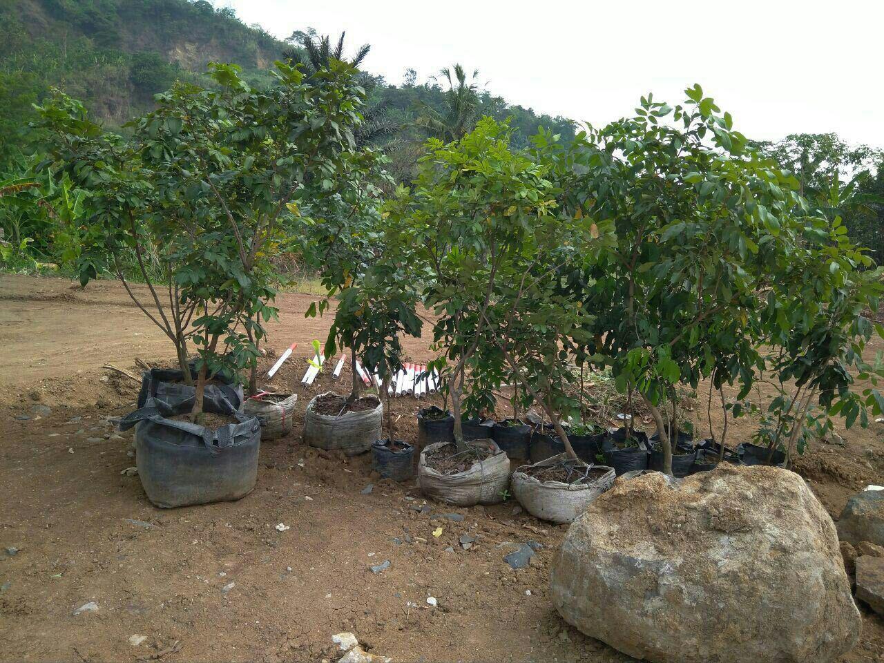Destinasi Wisata AGRO Ini Siap Terkenal, Kampung Buah Cikalong (KBC) Villa &amp; Resort
