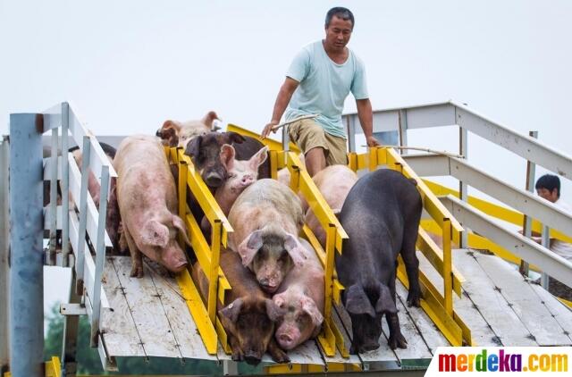 CARA SADIS PETERNAK CHINA SIKSA BABI DEMI DAPATKAN DAGING BERKUALITAS