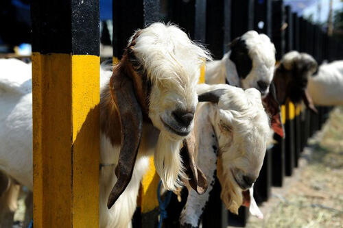 Keuntungan Kalo Agan Sista Beli Kambing Qurban Online