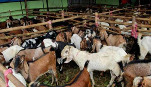 Keuntungan Kalo Agan Sista Beli Kambing Qurban Online