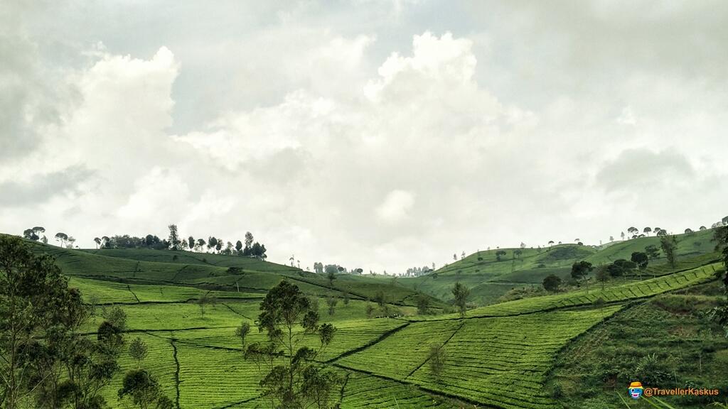 Berburu Spot Cantik di Pengalengan, Bandung