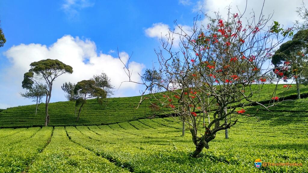 Berburu Spot Cantik di Pengalengan, Bandung