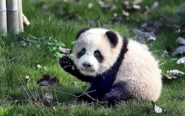 Panda Raksasa Ini Mampu Hasilkan Listrik Untuk 50.000 Rumah