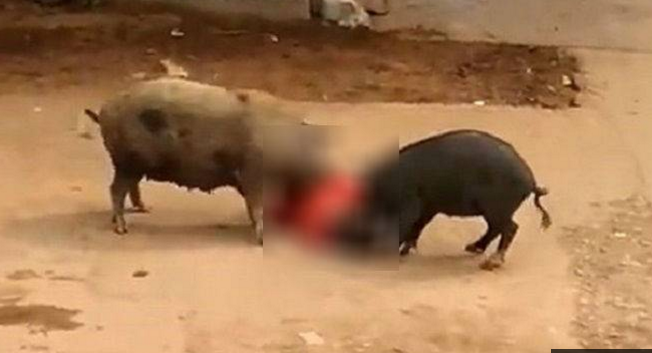Dua Babi Besar Ngamuk Serang Wanita Paruh Baya di Tengah Jalan
