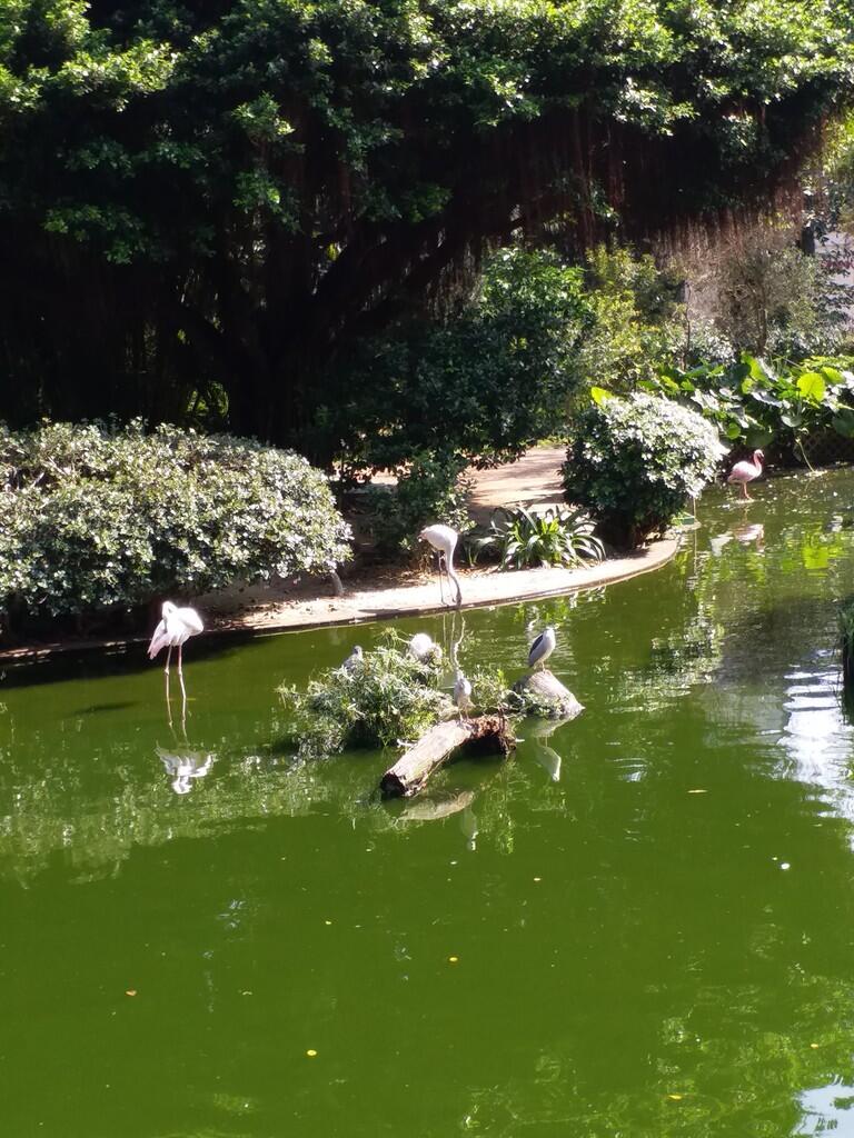 kalo orang asing sendiri ke pasar burung beli burung,akan bohong harga?外國人到鳥街買鳥會被騙嗎?