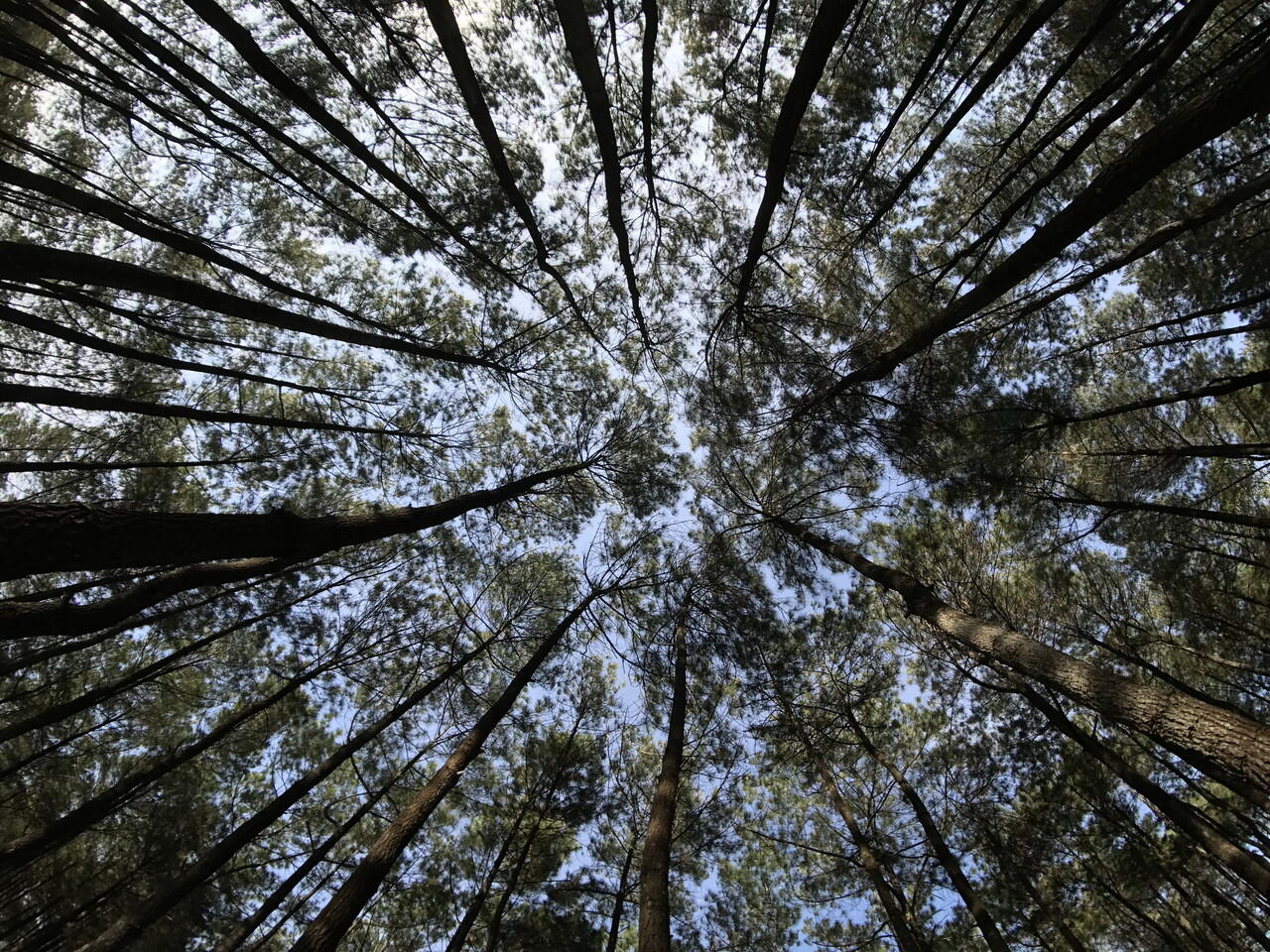 [COC iOS] #SemangatKemerdekaan Jogja Road Trip