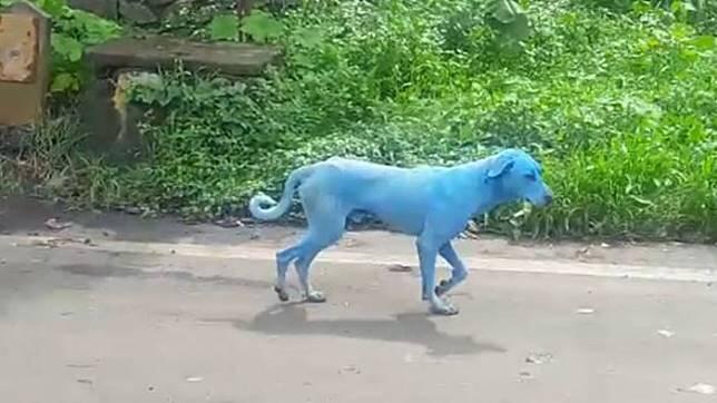 Misteri Anjing-anjing Biru di India