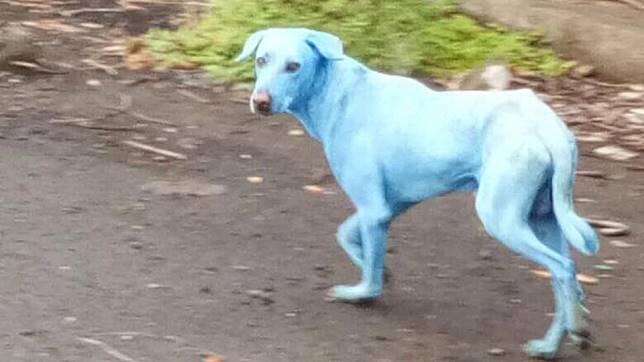 Misteri Anjing-anjing Biru di India