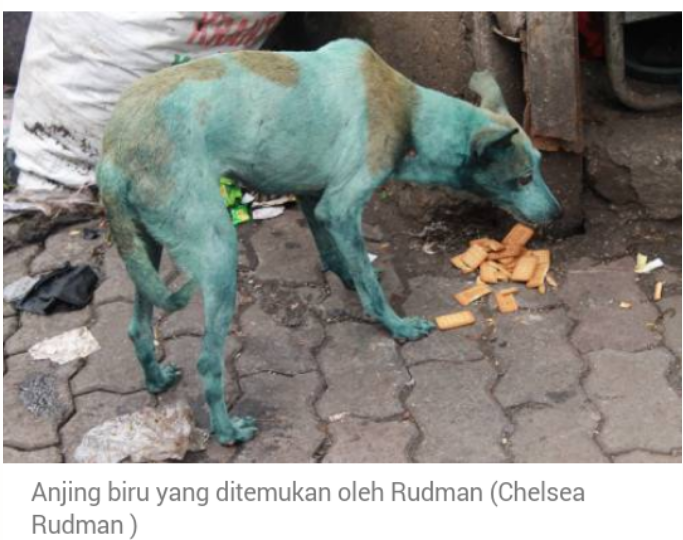 Misteri Anjing-anjing Biru di India