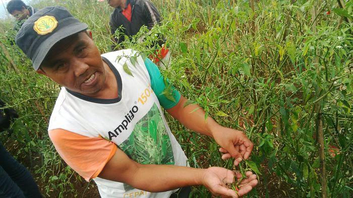Wow, Uzbekistan Belajar Pola Tanam Cabai dari Cianjur Lho