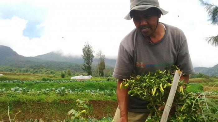 Wow, Uzbekistan Belajar Pola Tanam Cabai dari Cianjur Lho