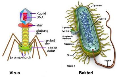 Membedakan Demam Karena Infeksi Virus atau Bakteri