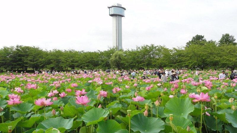Bukan Cuma Tokoh Anime, Saitama Juga Tempat Wisata Yang Menarik, Gan!