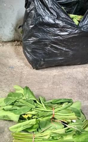 FENOMENA exploitasi anak penjual genjer