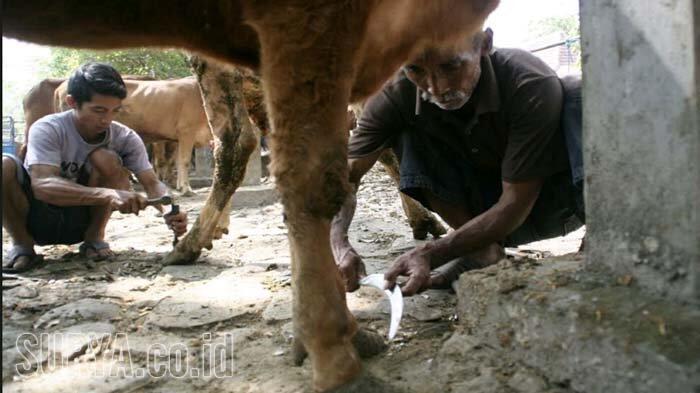 Unik, Nurohman Ajak Dua Anak dan Menantunya Buka Salon Khusus Sapi
