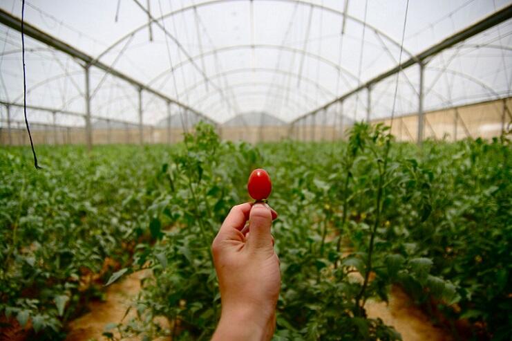 Cara Menjadi Petani Perkotaan (Urban Farming)