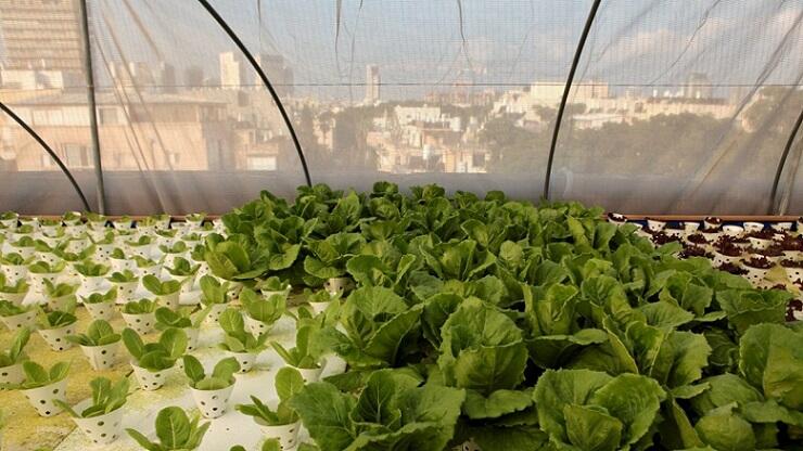 Cara Menjadi Petani Perkotaan (Urban Farming)
