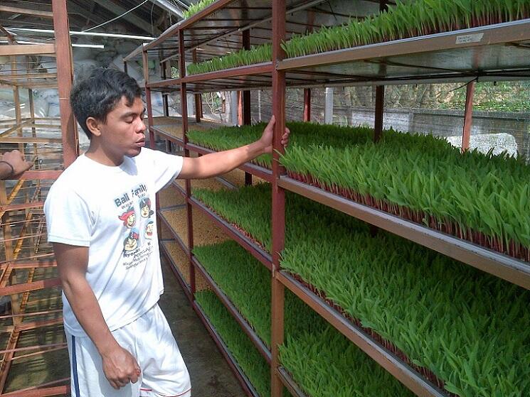 Cara Menjadi Petani Perkotaan (Urban Farming)